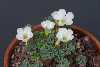 <em>Oxalis adenophylla</em> 'White Form'